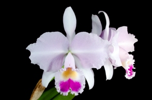 Cattleya trianae Suprema HCC/AOS 79 pts.